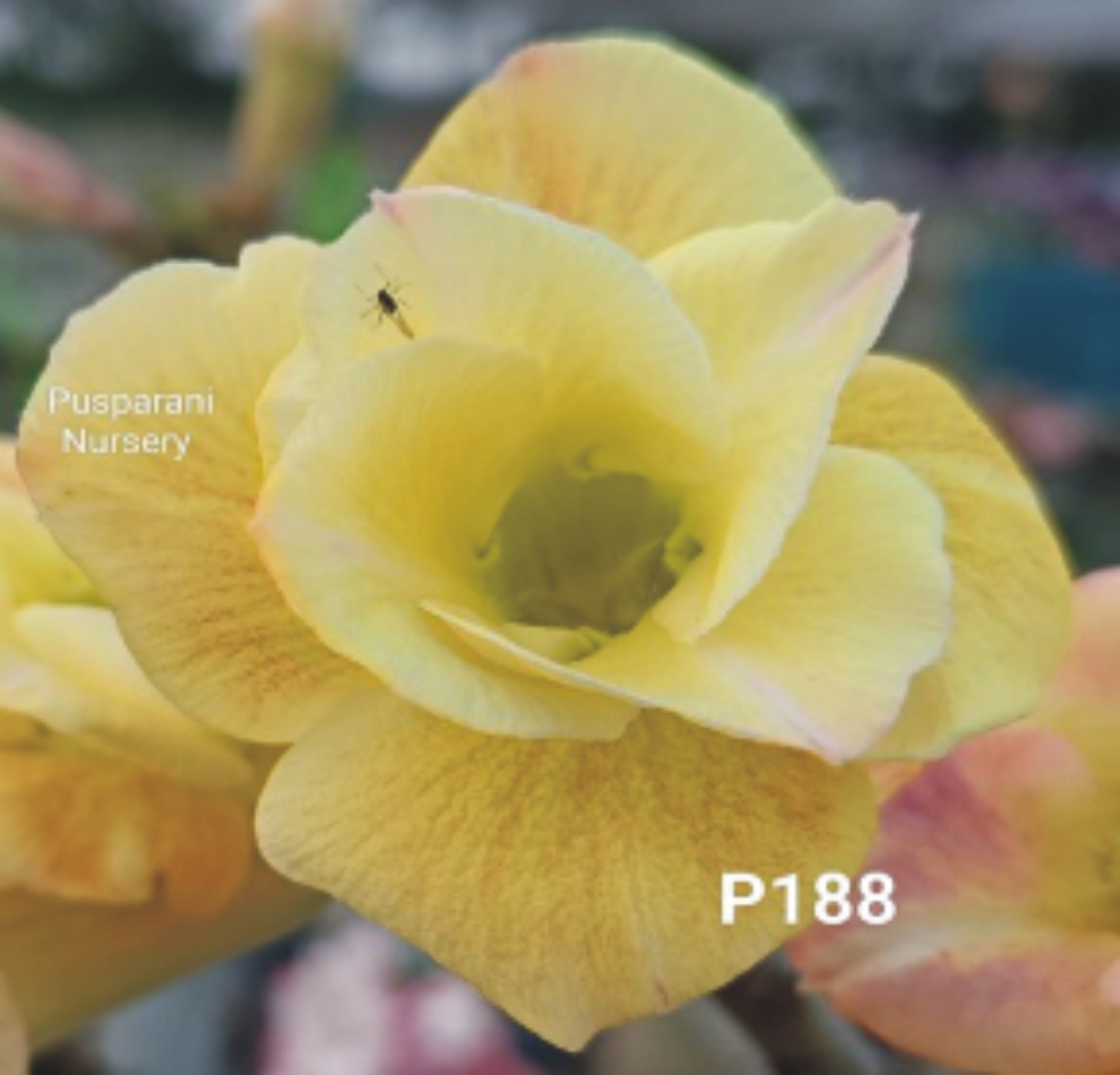 Adenium