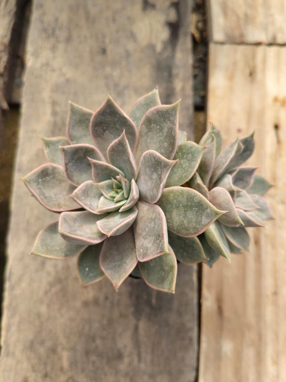 Echeveria mensa