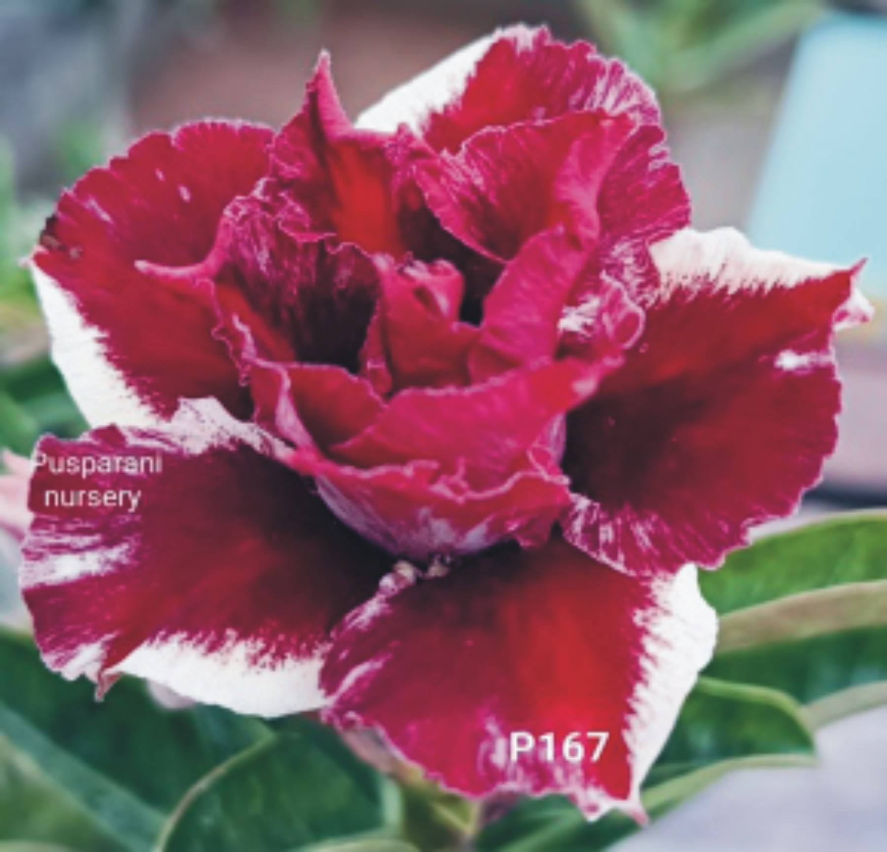 Adenium