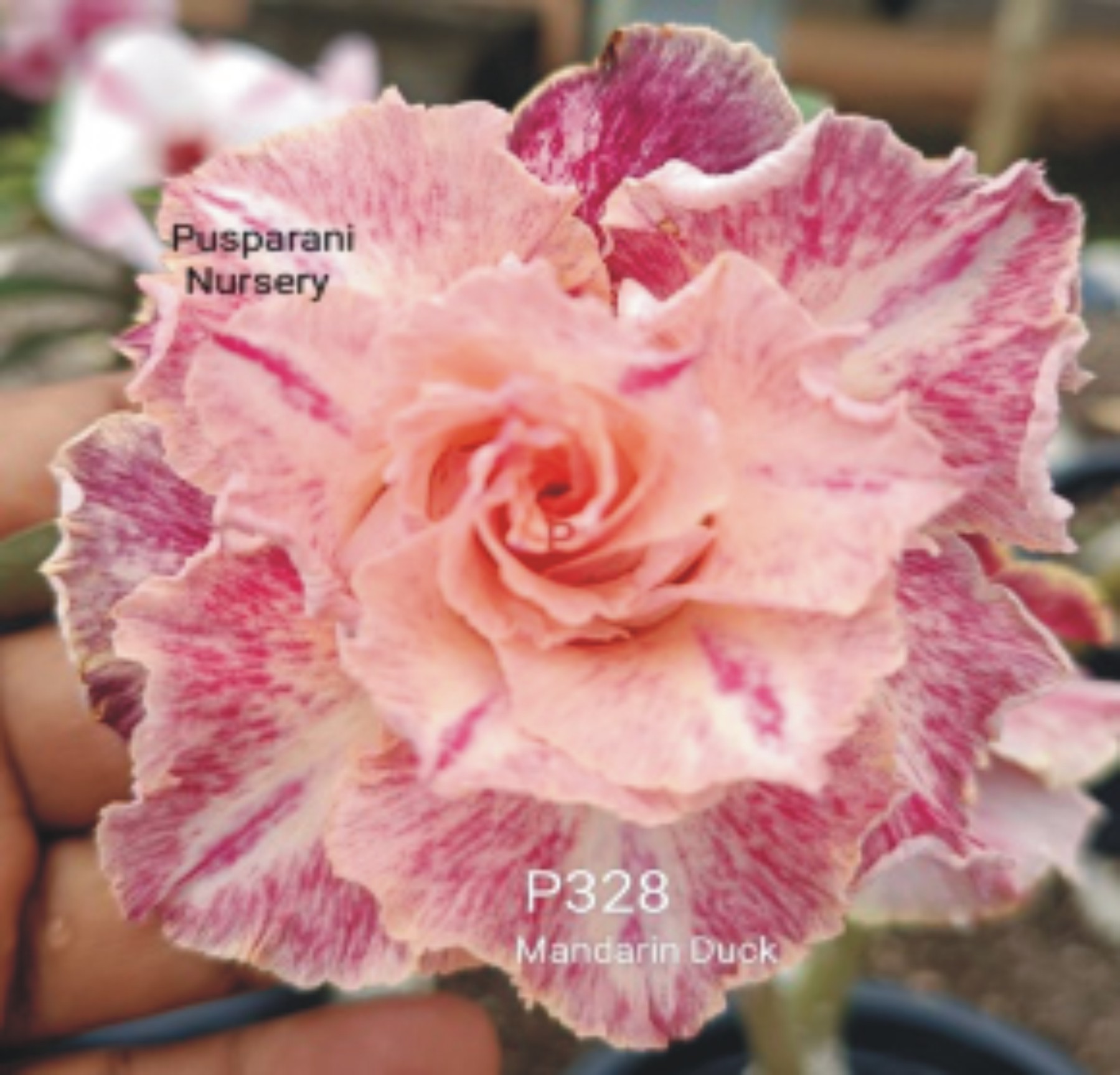 Adenium