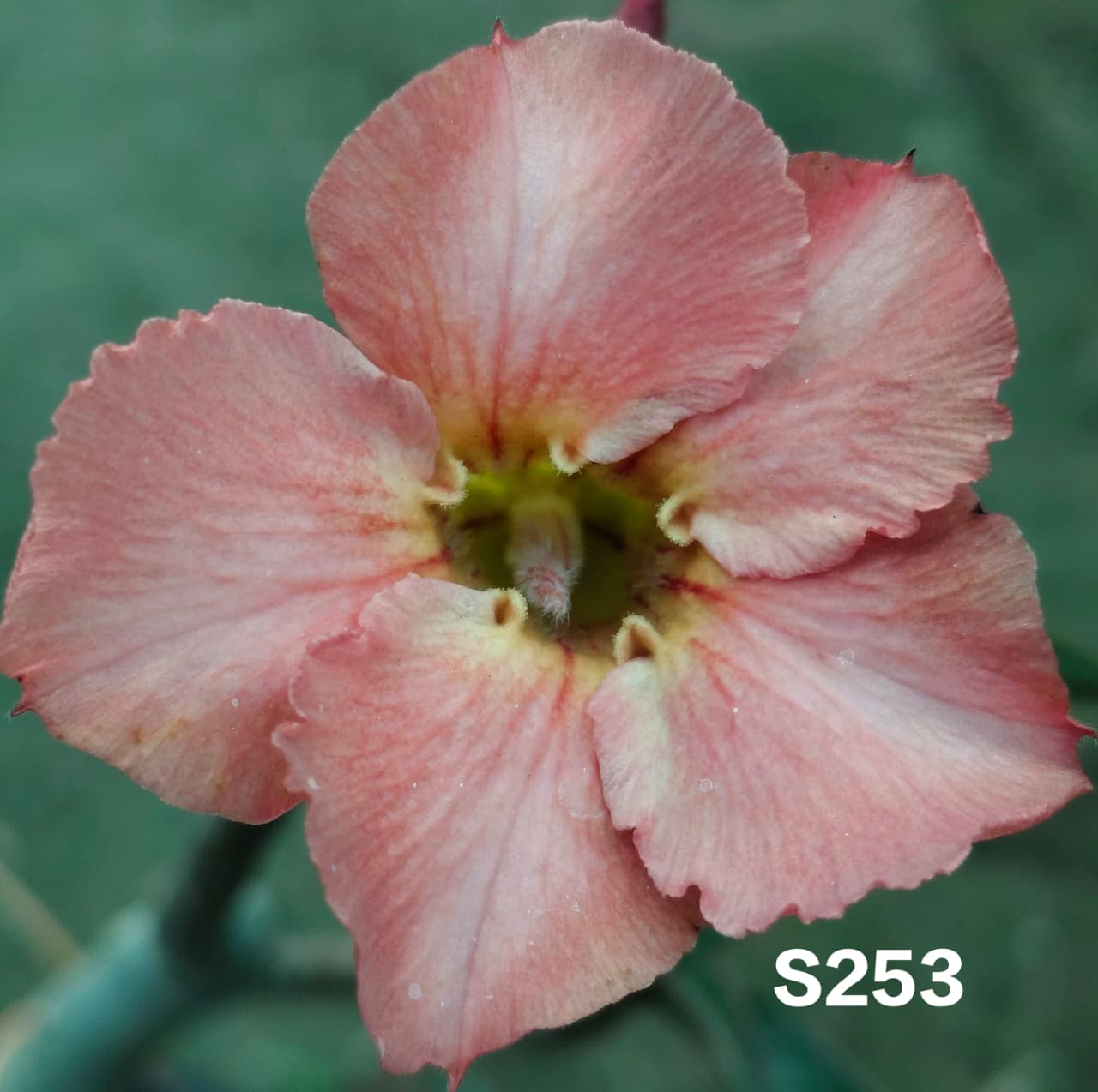 Adenium