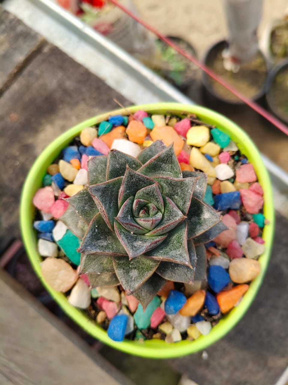 Echeveria Purpusorum