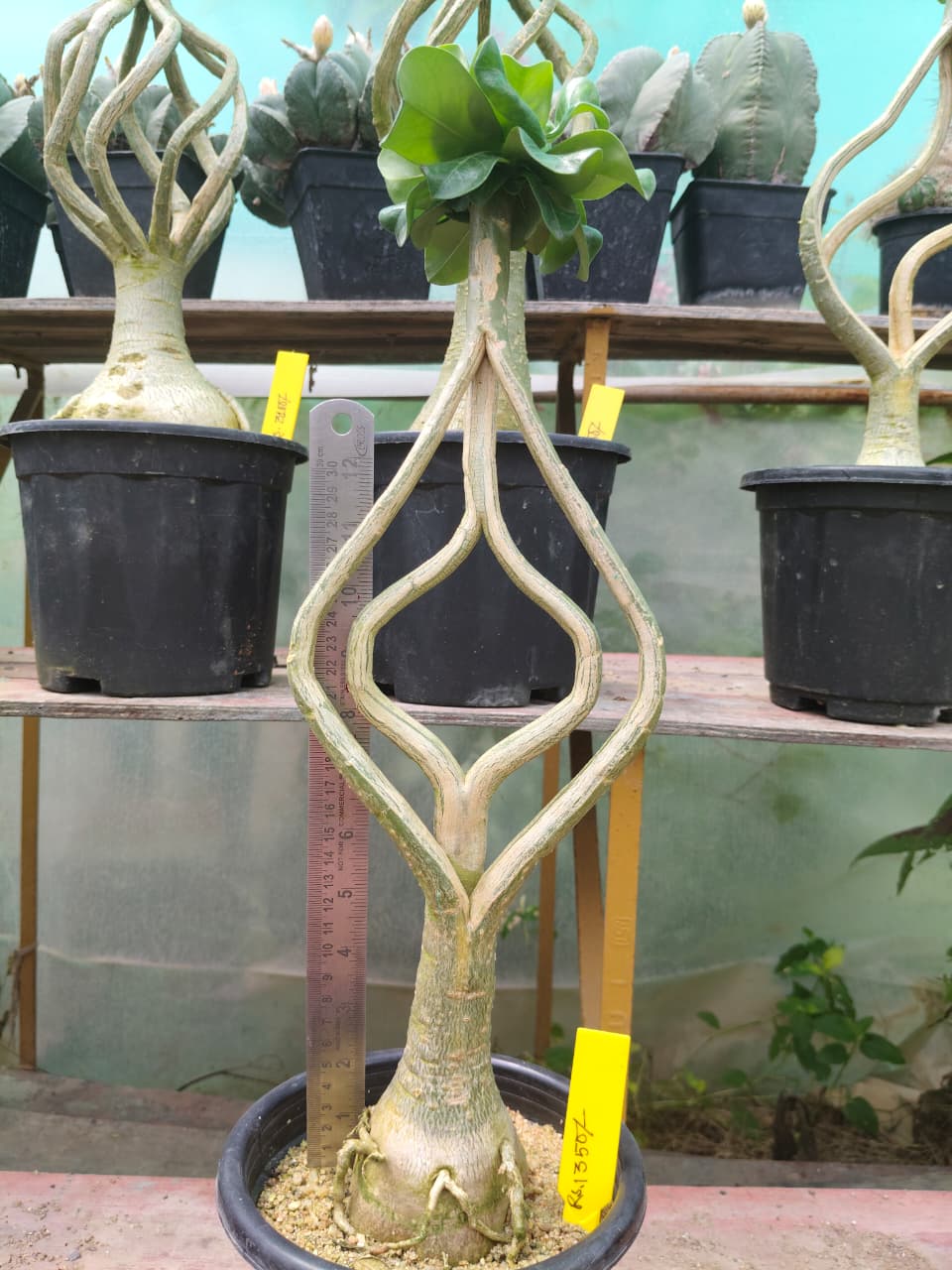 Adenium Model