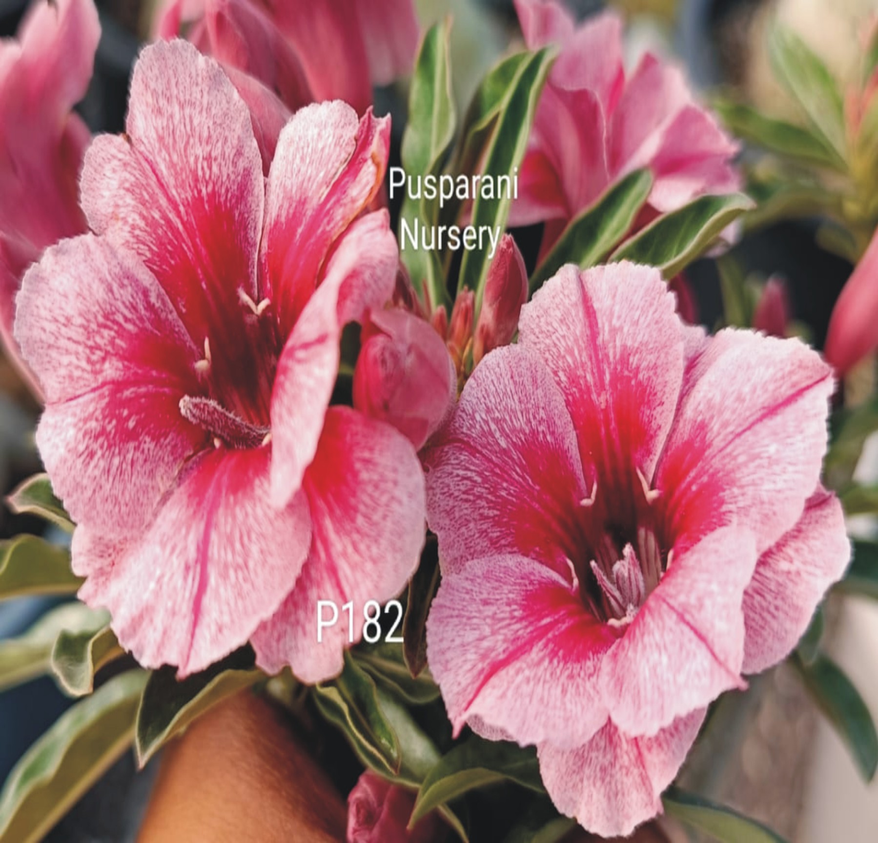 Adenium