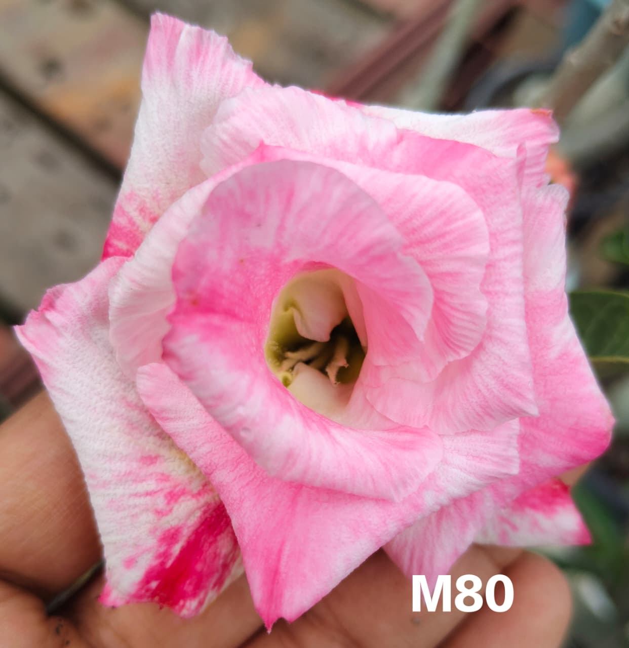 Adenium