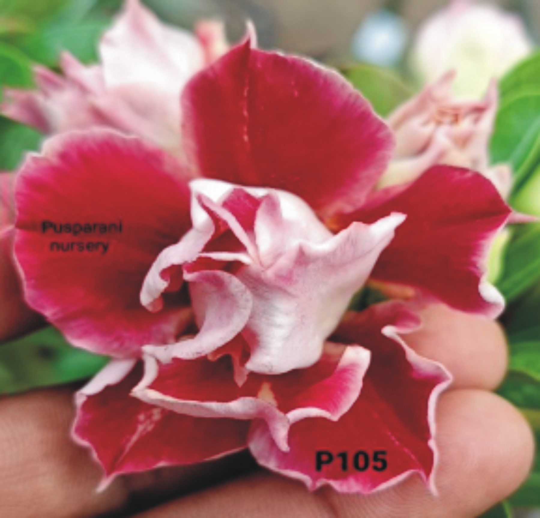 Adenium