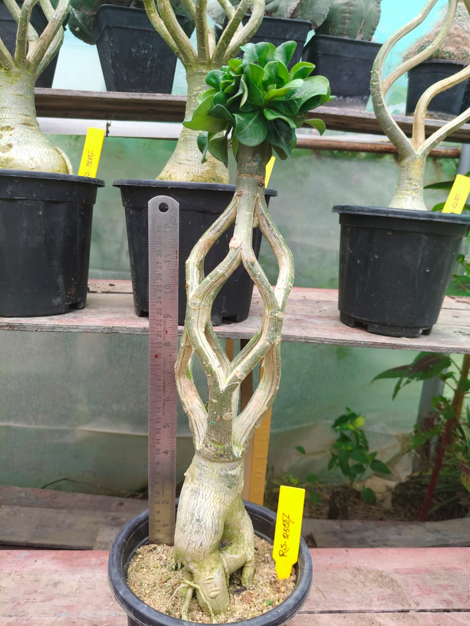 Adenium Model