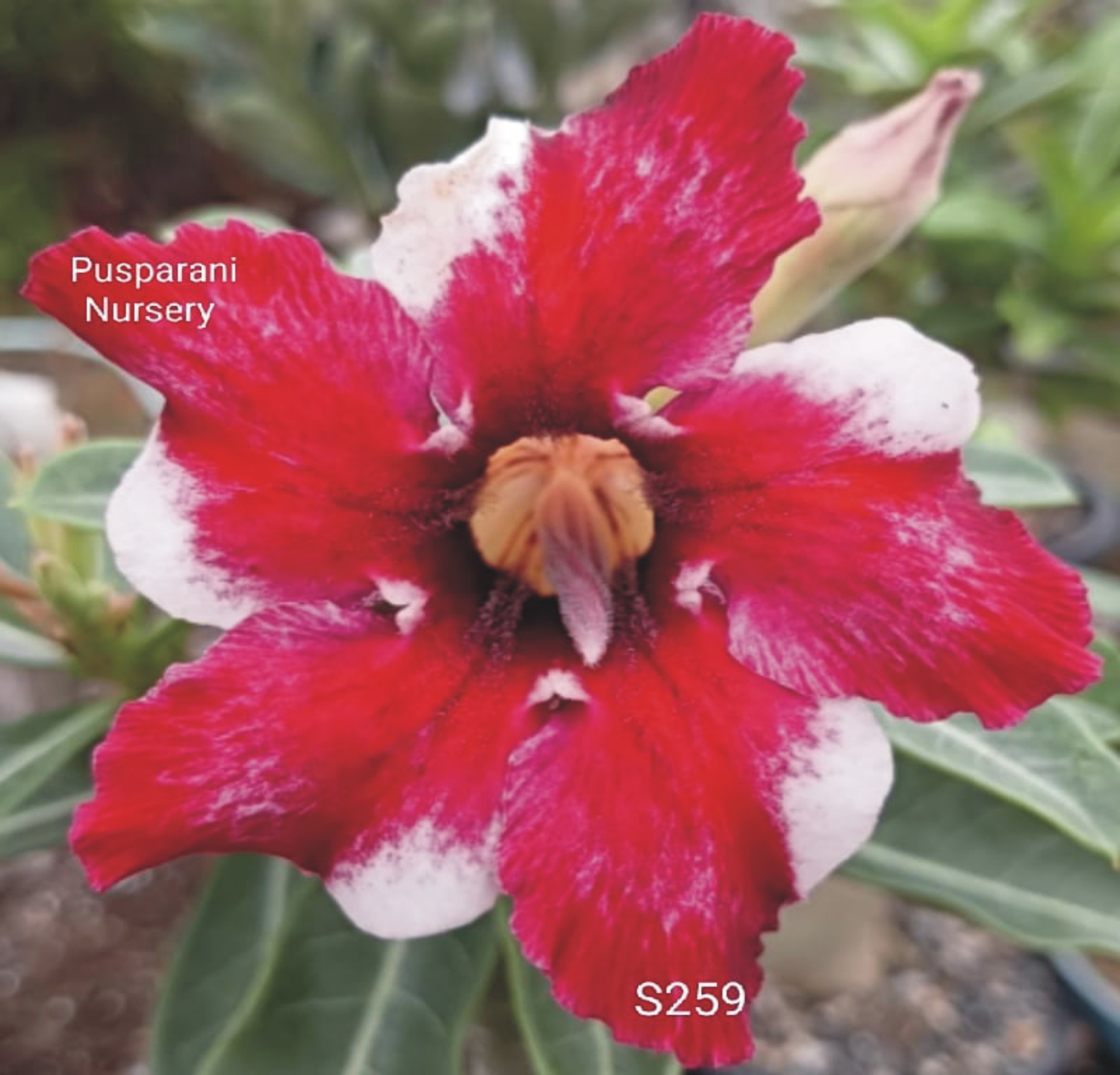 Adenium