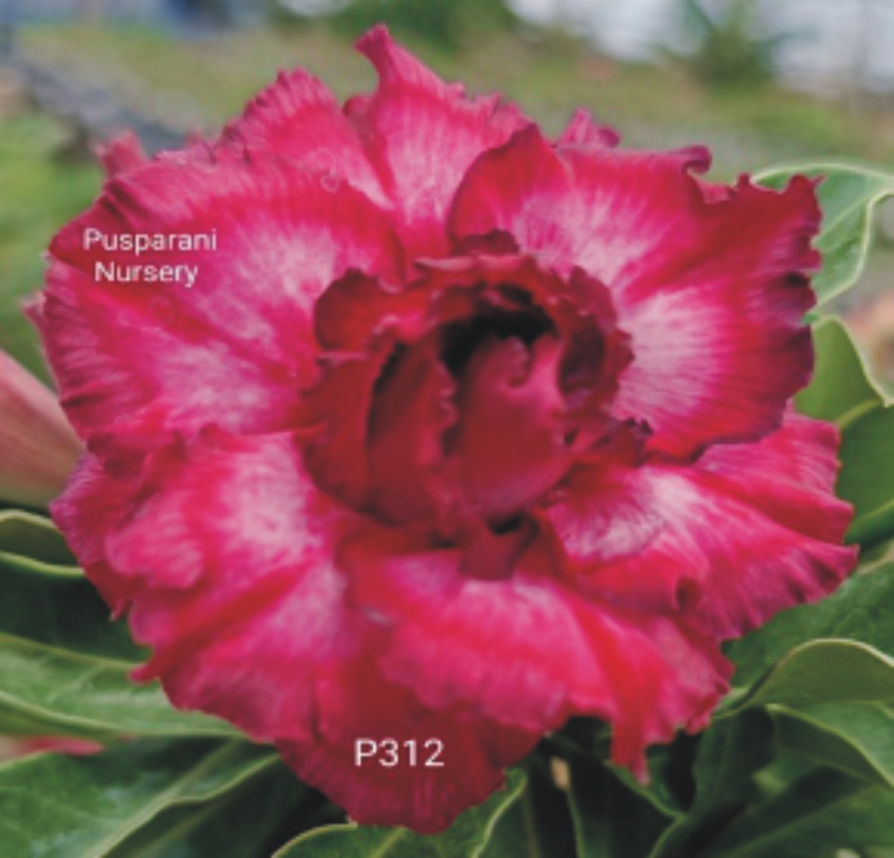 Adenium