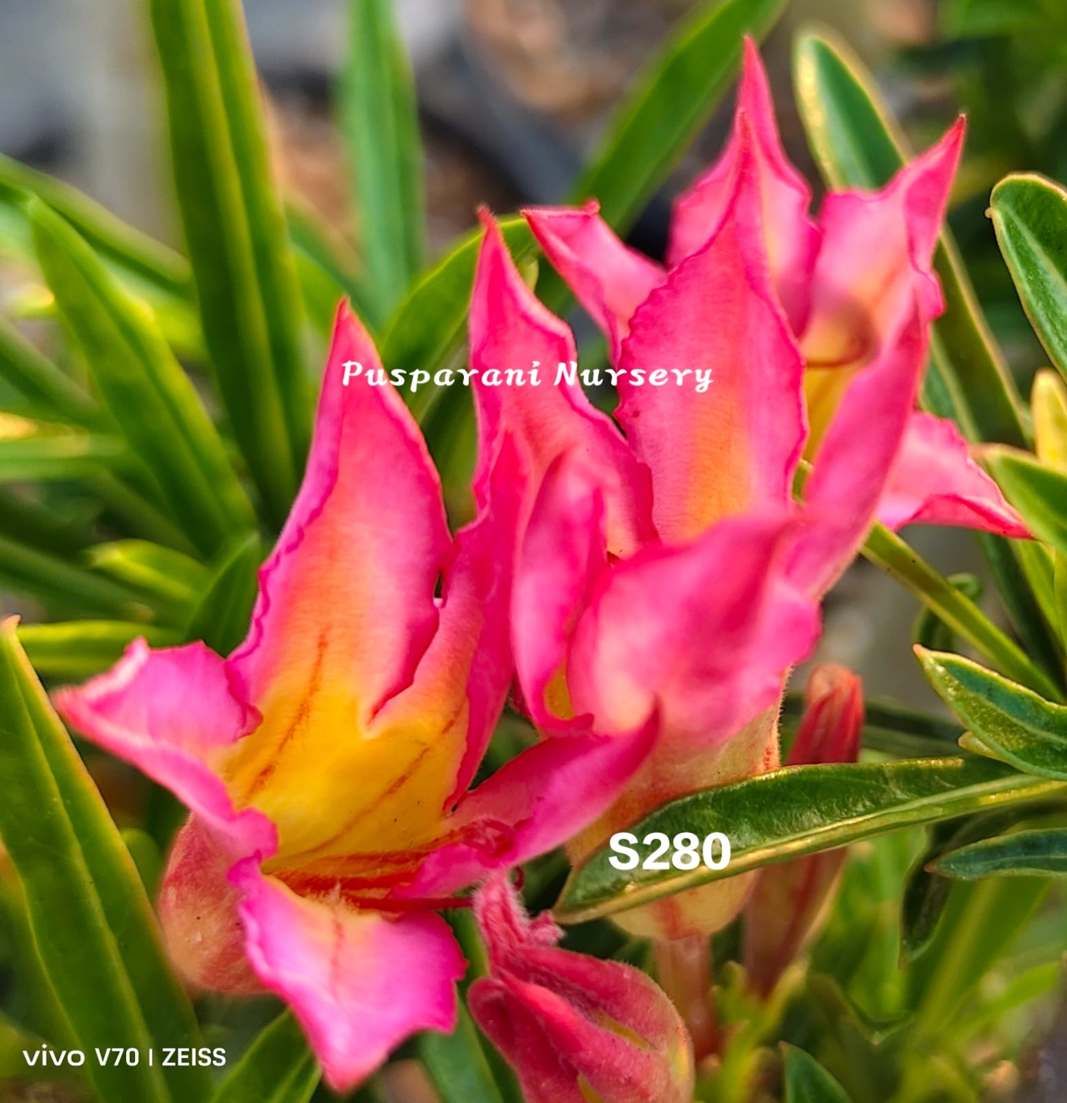 Adenium