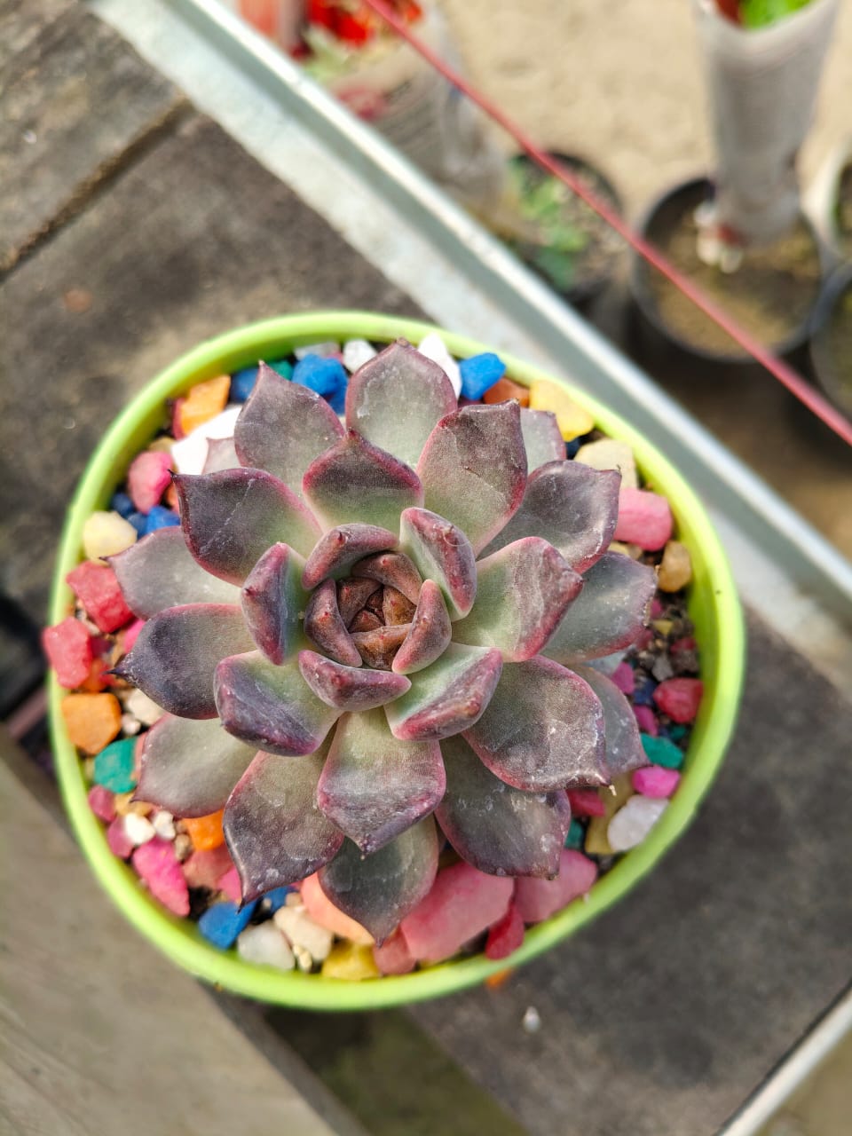 Echeveria 