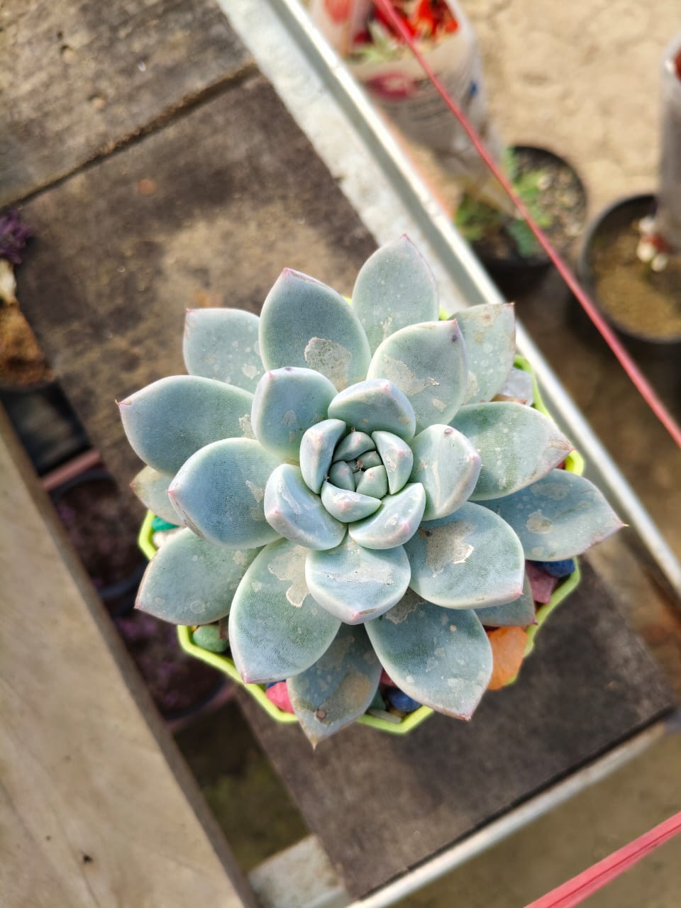 Echeveria 