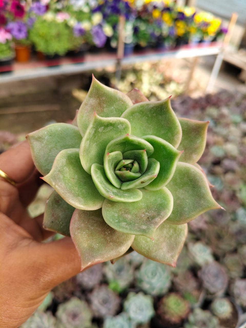 Graptoveria 