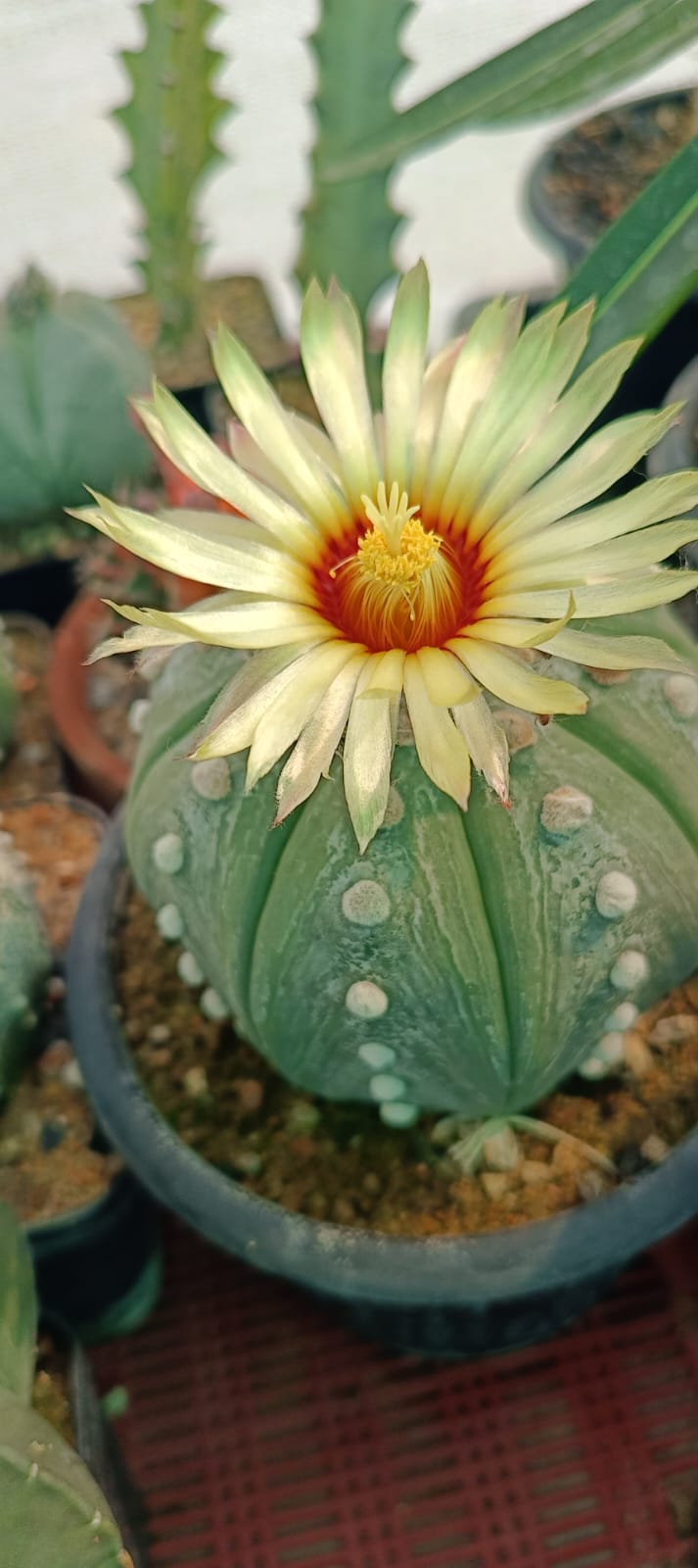 Astrophytum asteris