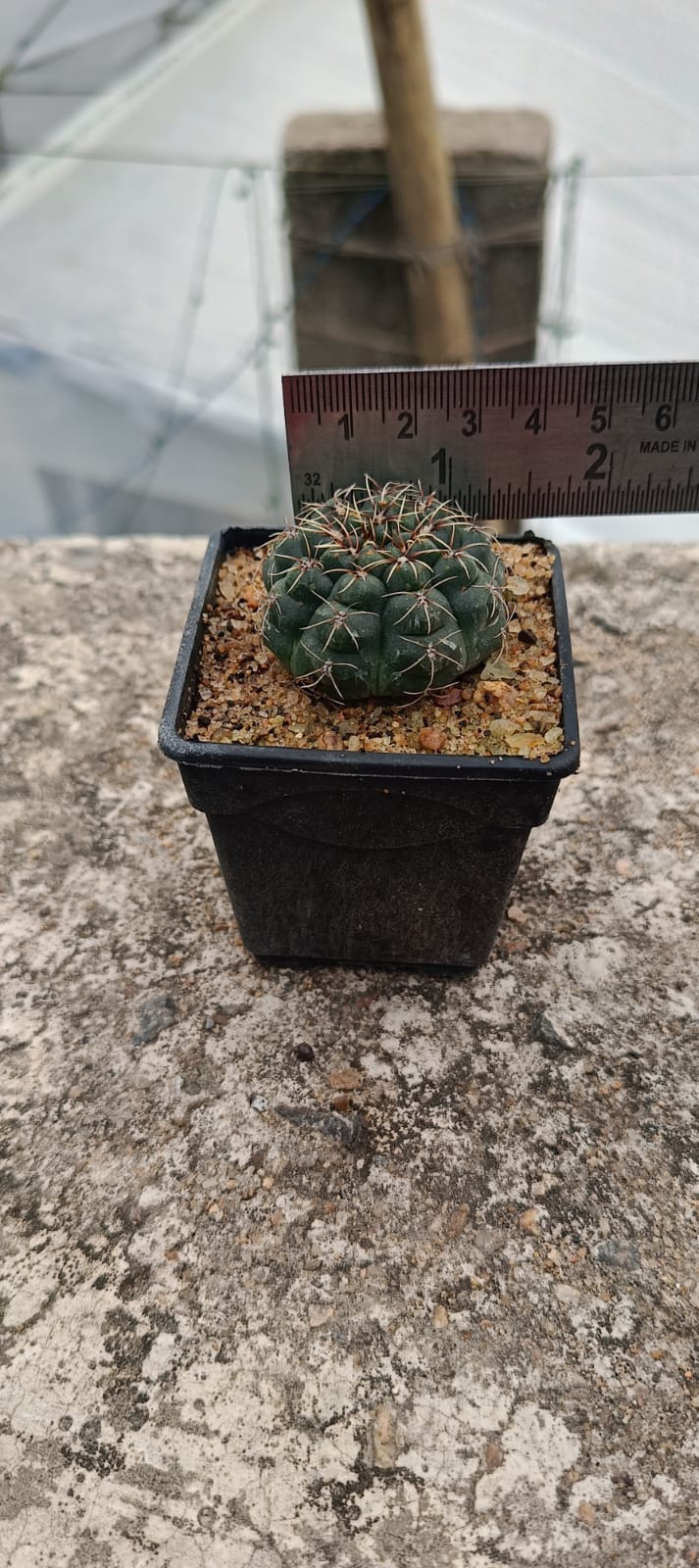 Gymnocalycium baldianum