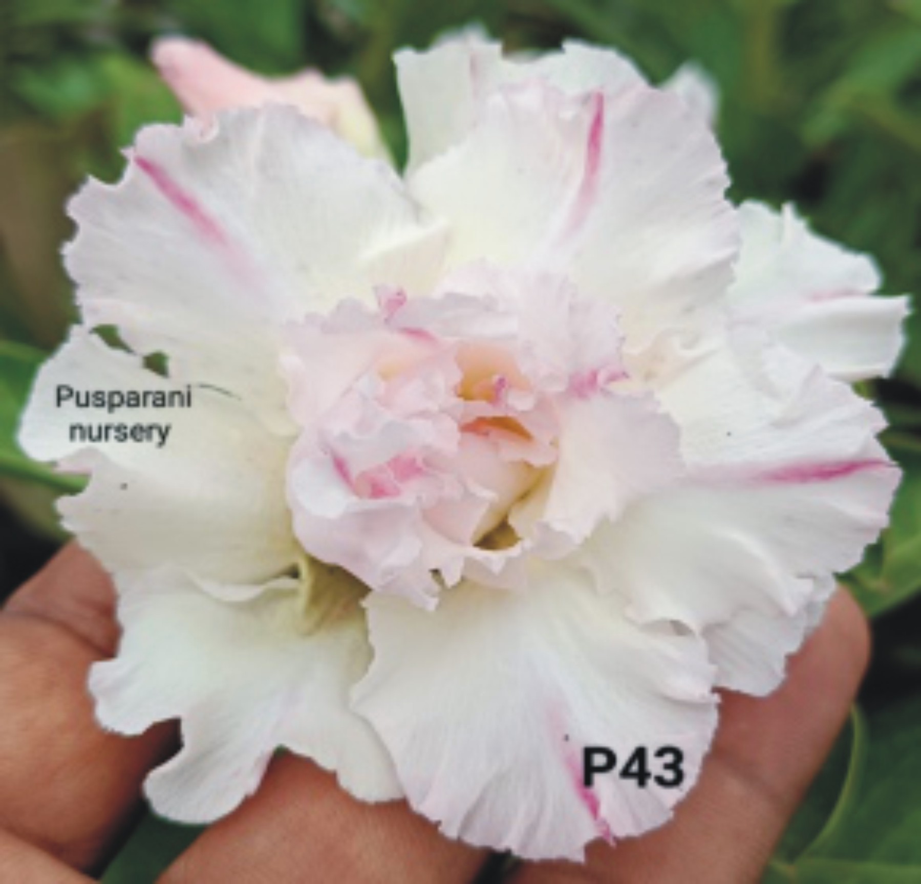 Adenium