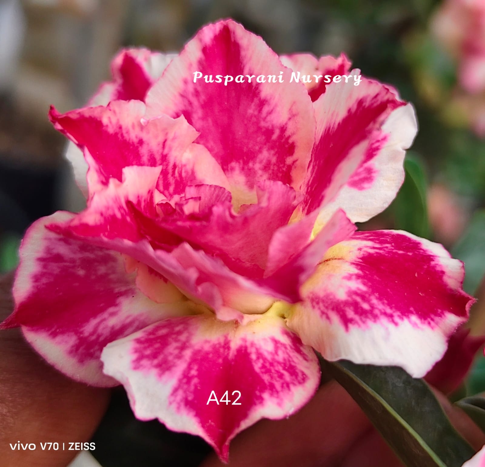 Adenium