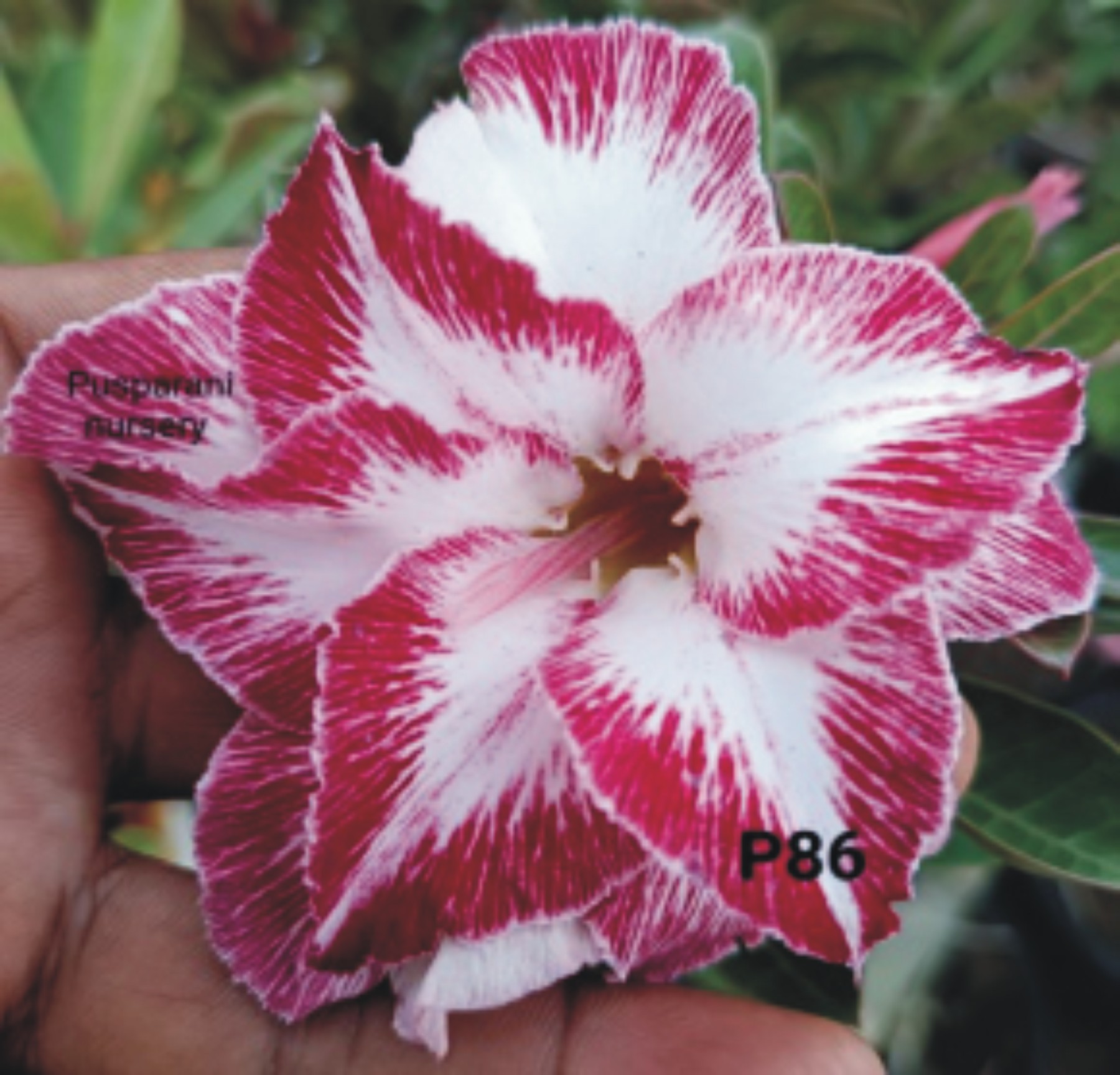 Adenium