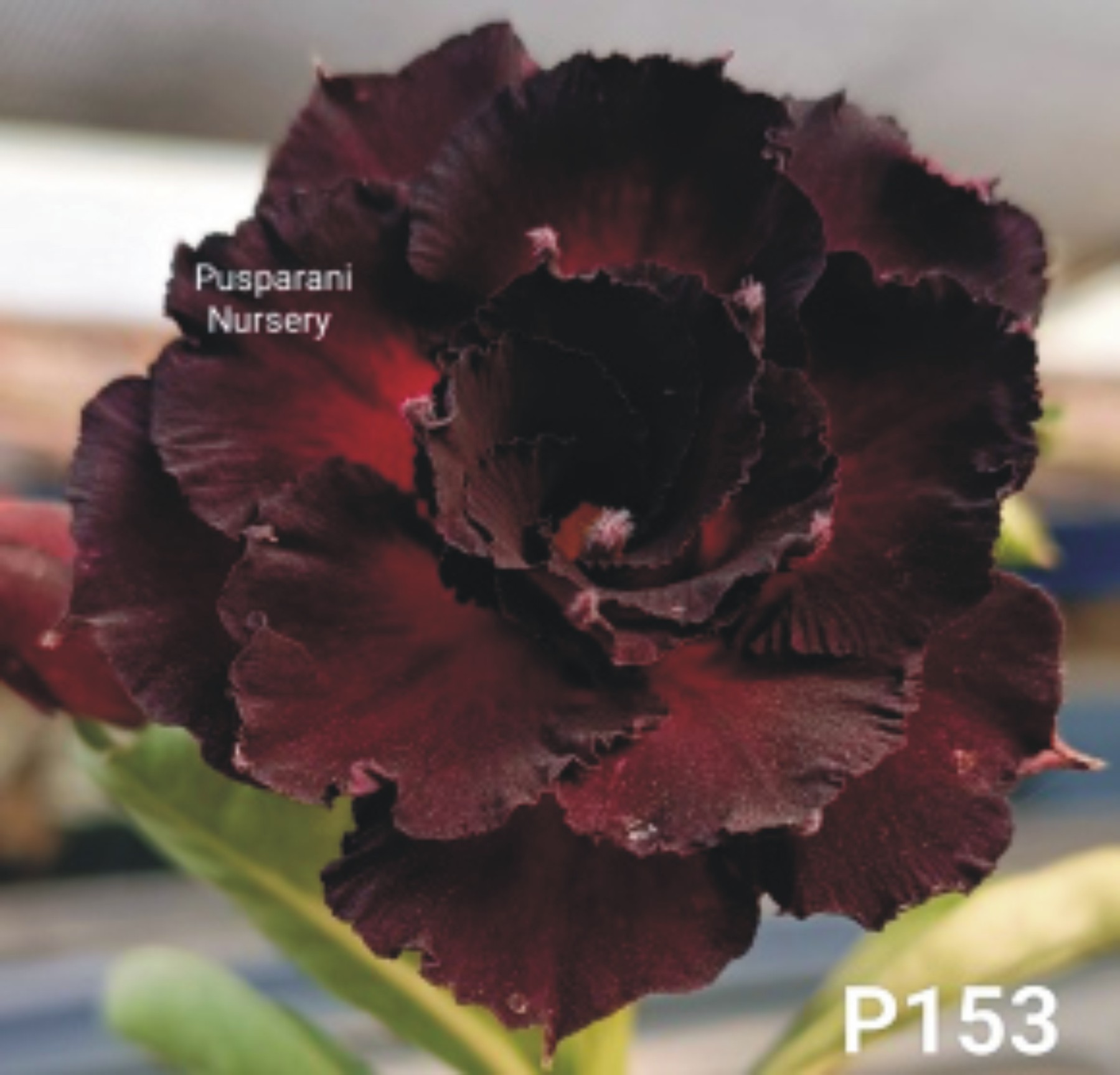Adenium