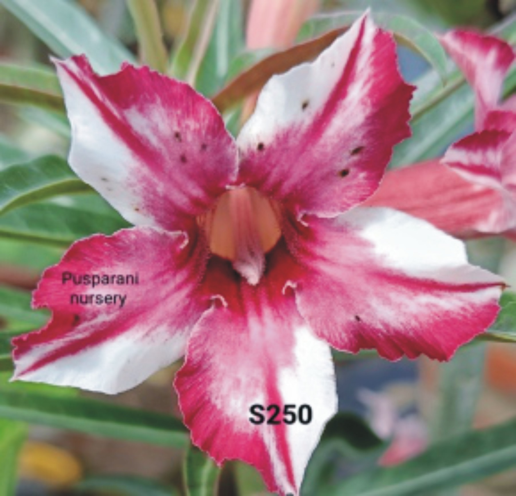 Adenium