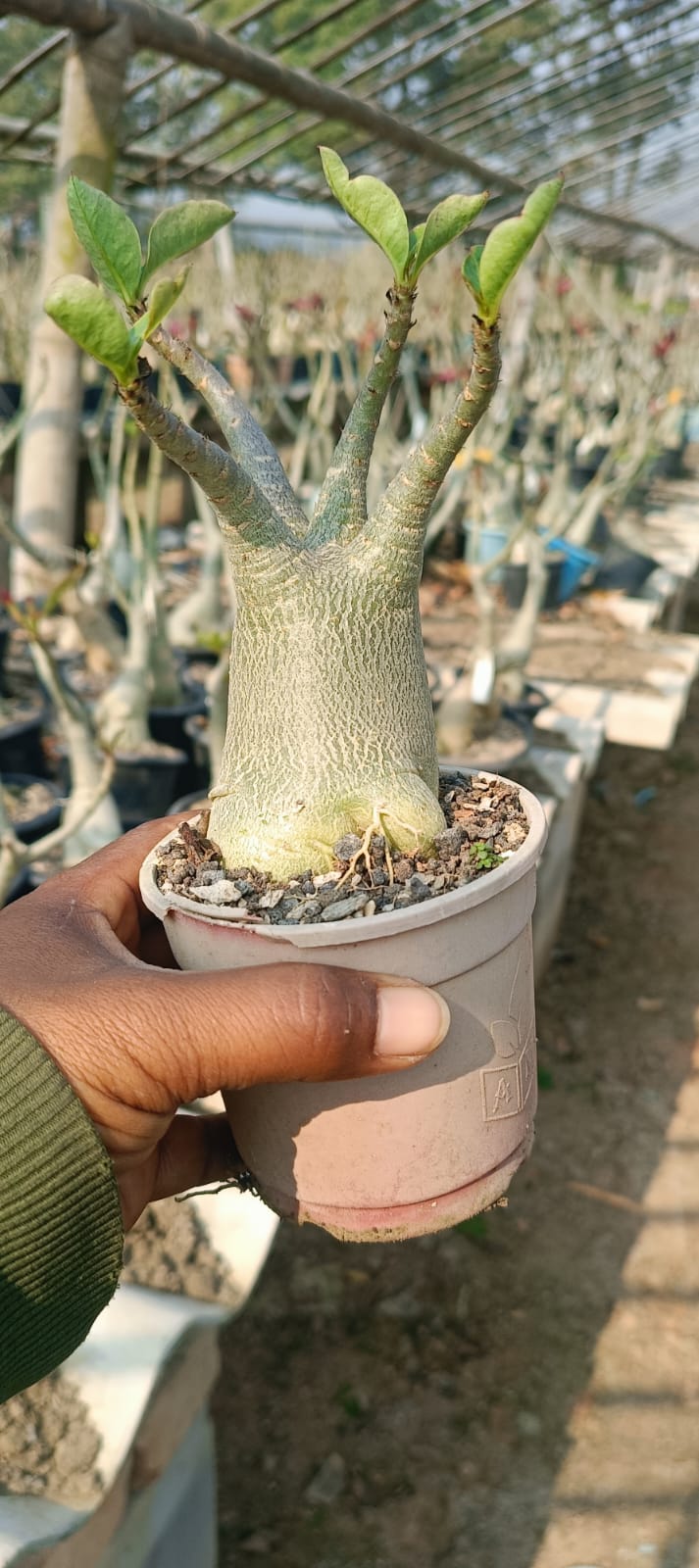 Adenium Arabicum