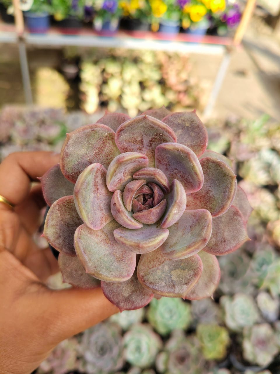 Echeveria strawberry bobo