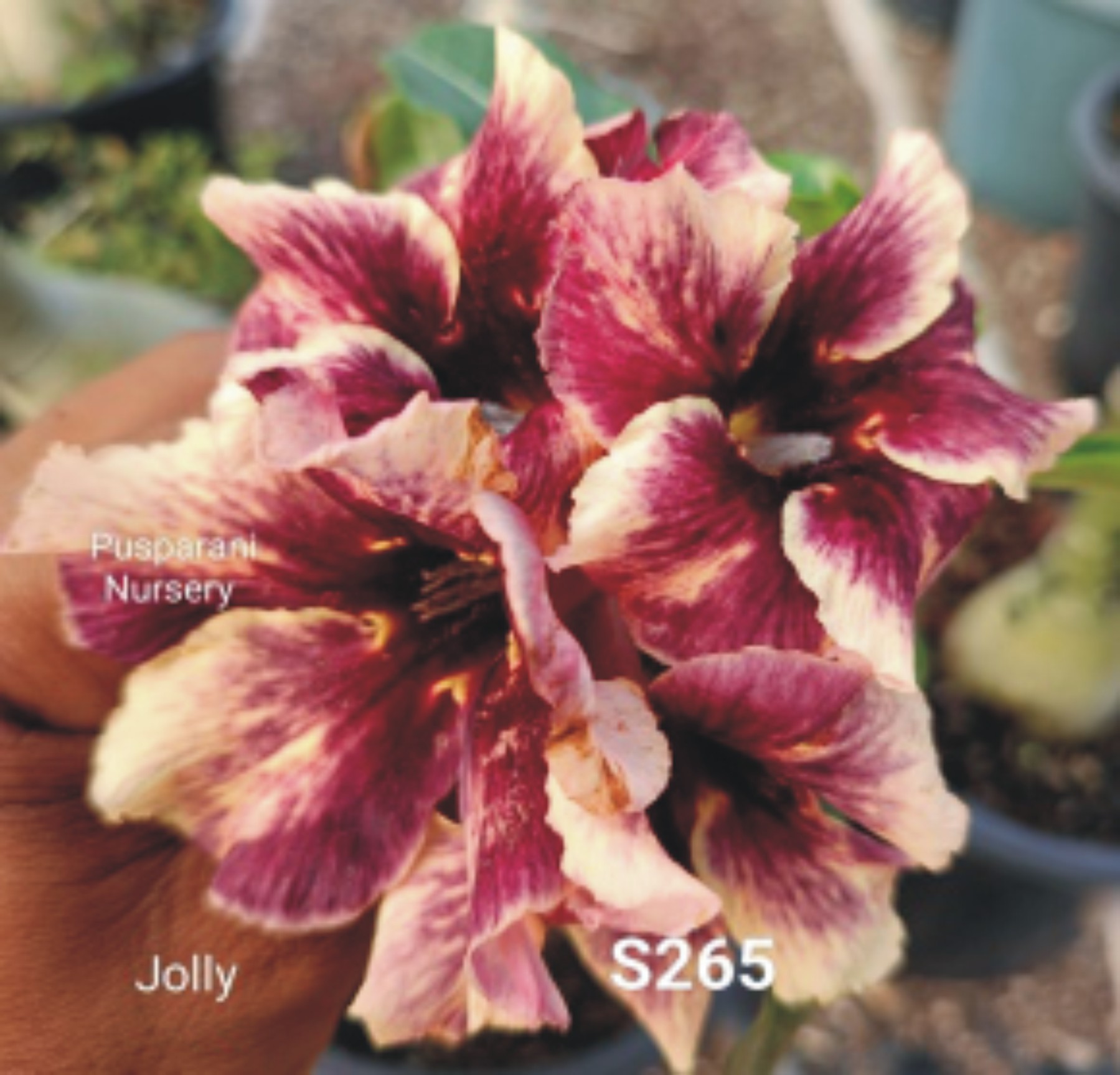 Adenium
