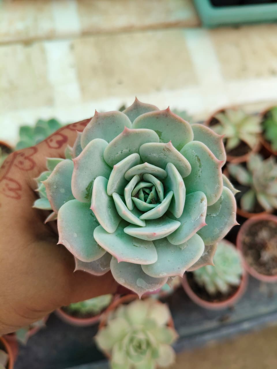 Echeveria elegans 