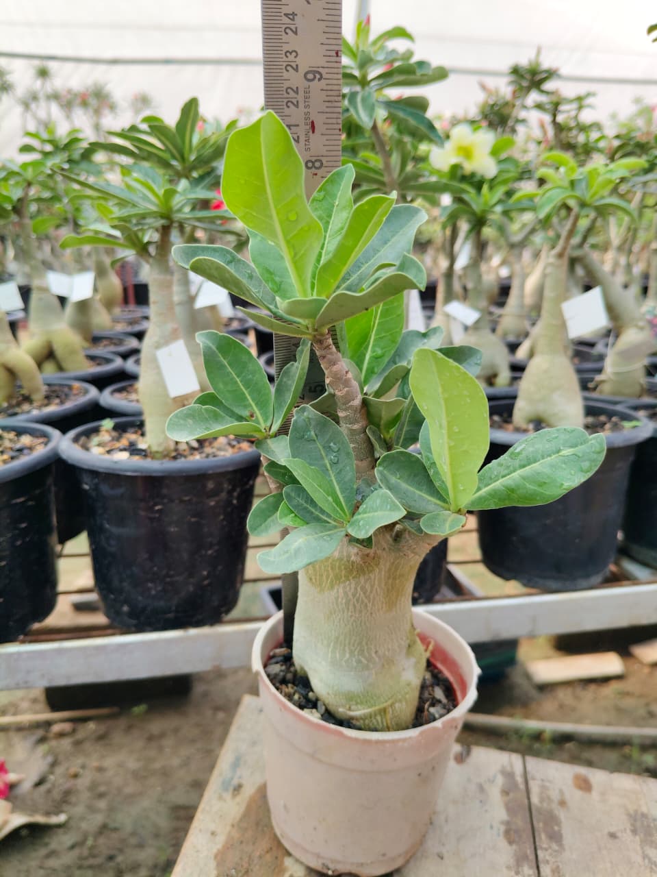 Adenium Arabicum