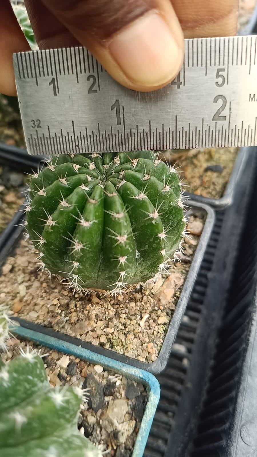 Melocactus  "white cap"