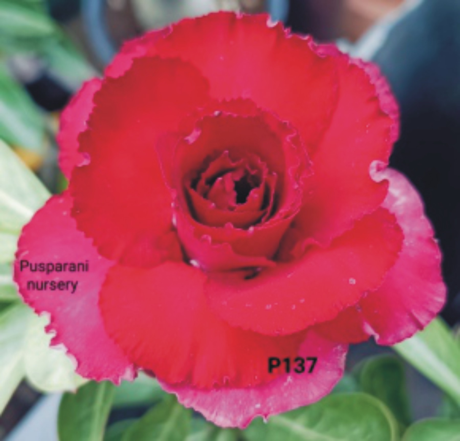 Adenium