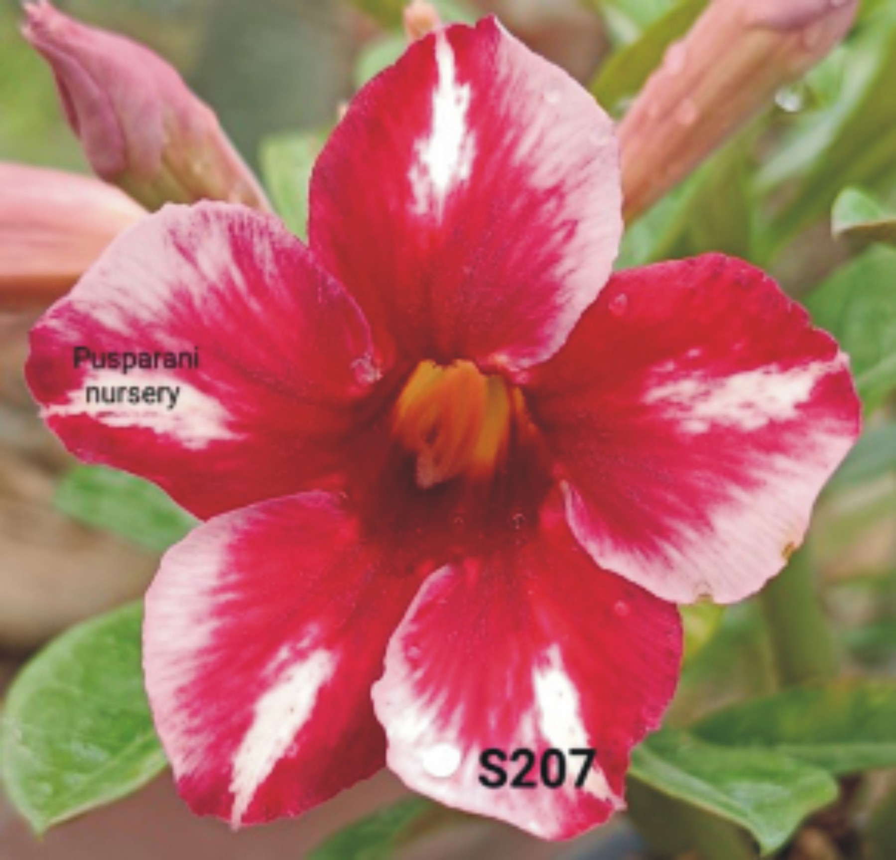 Adenium