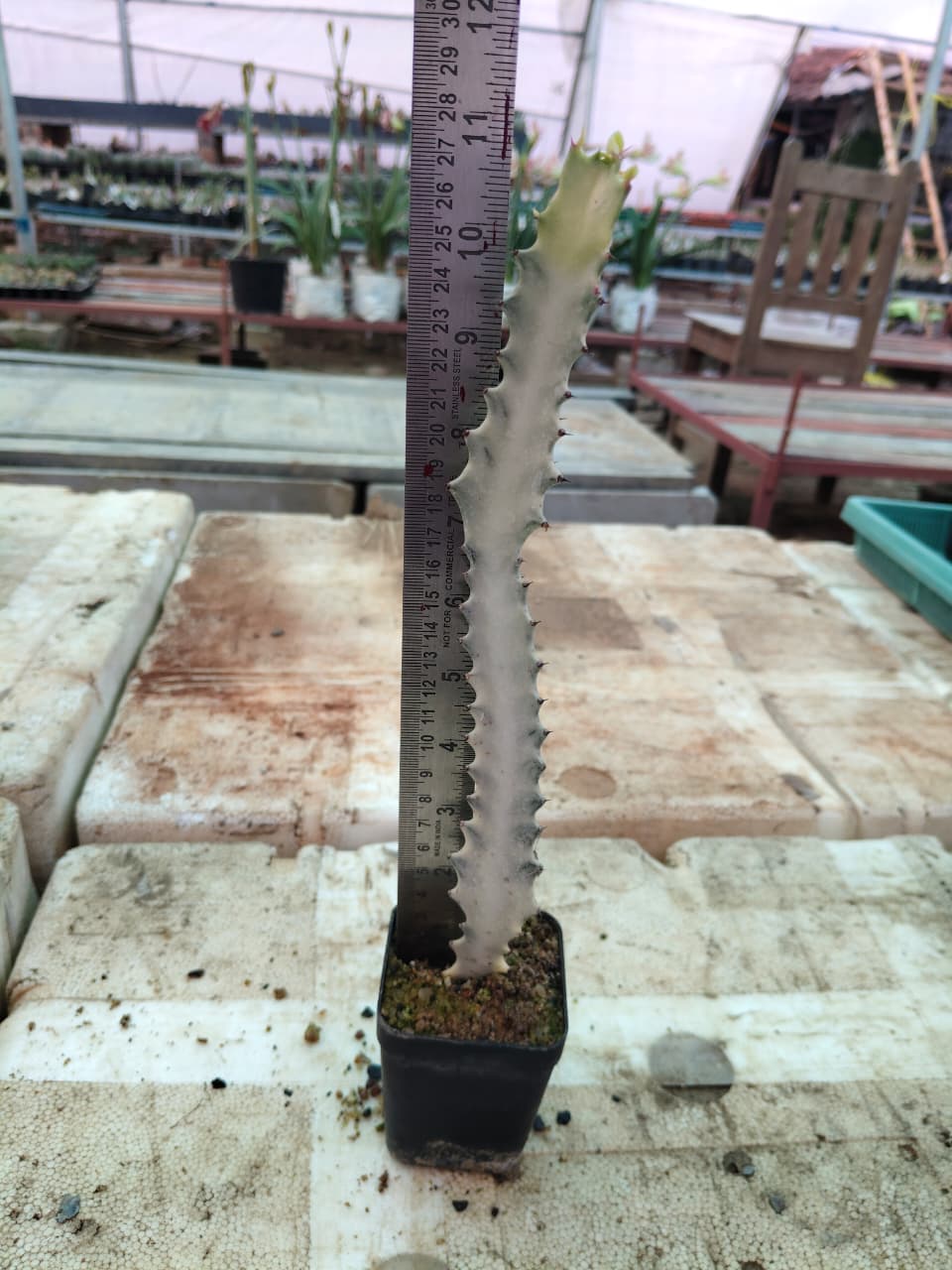 Euphorbia lactea 