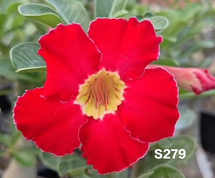 Adenium