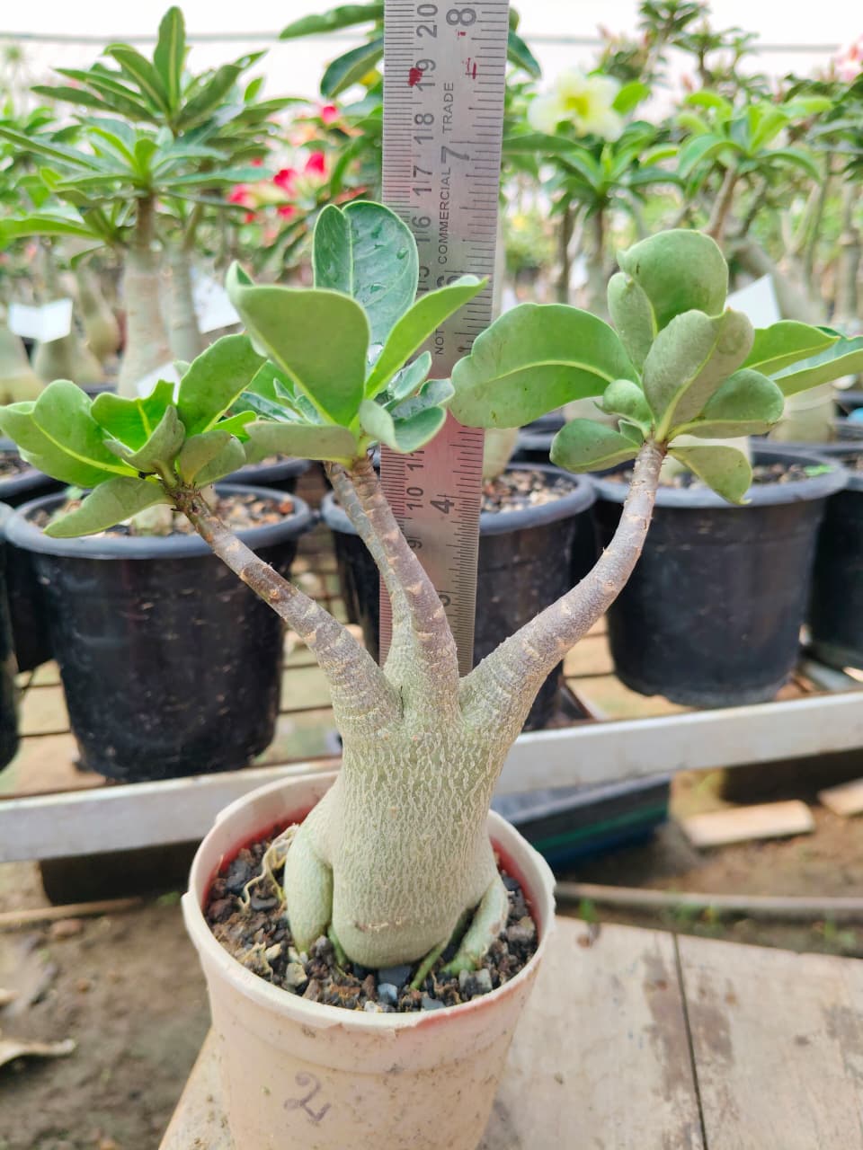 Adenium Arabicum