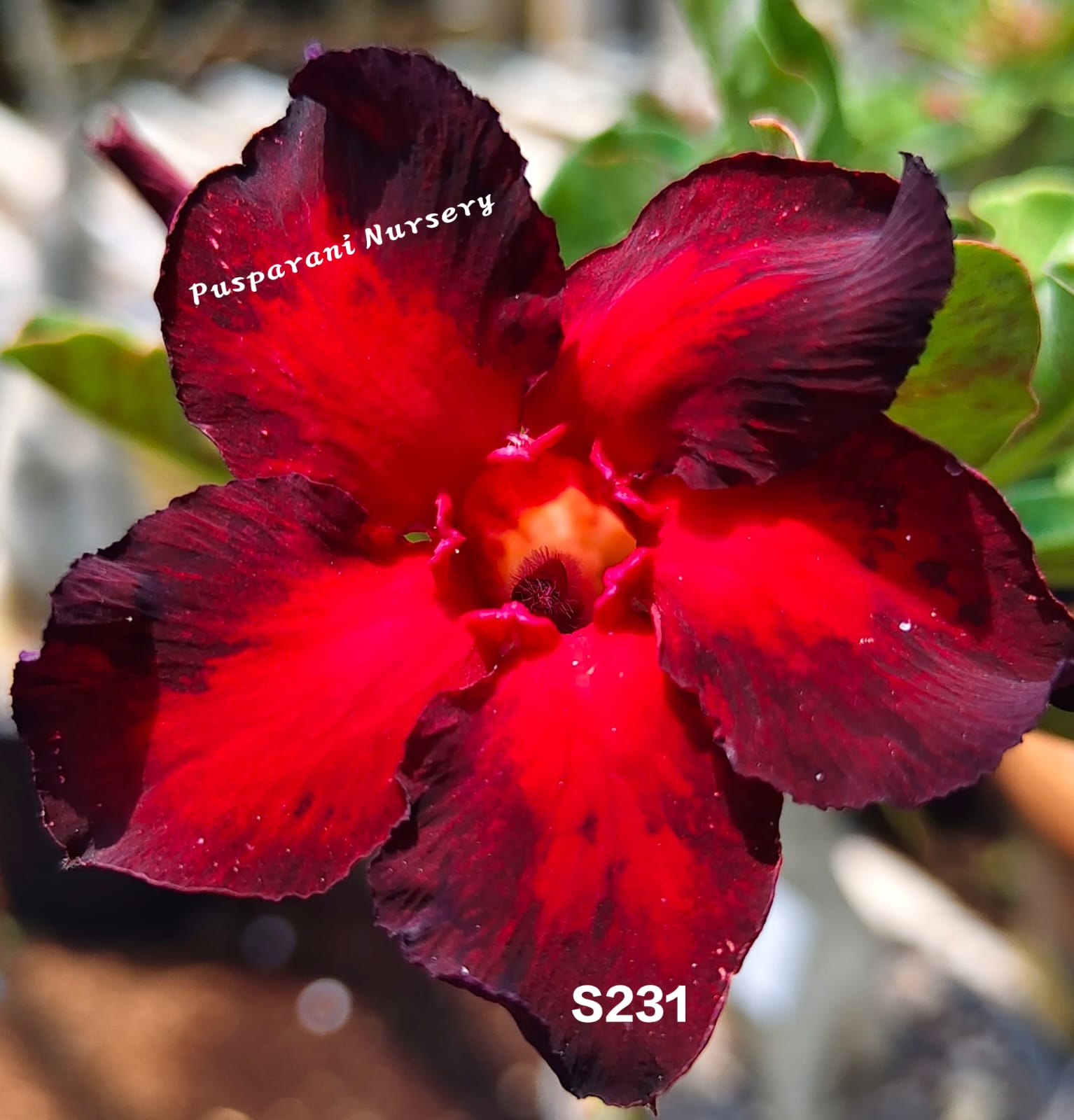 Adenium