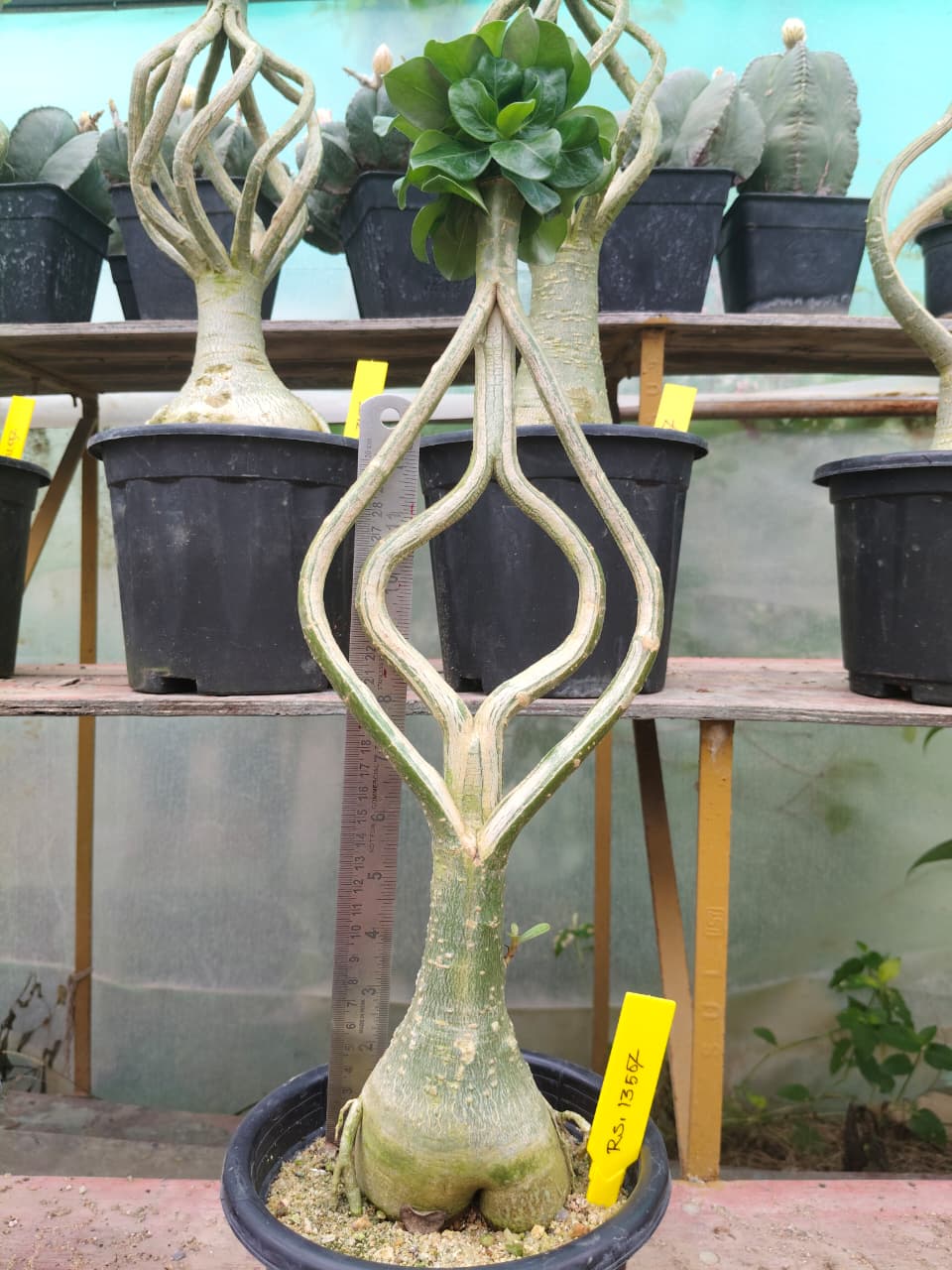 Adenium Model