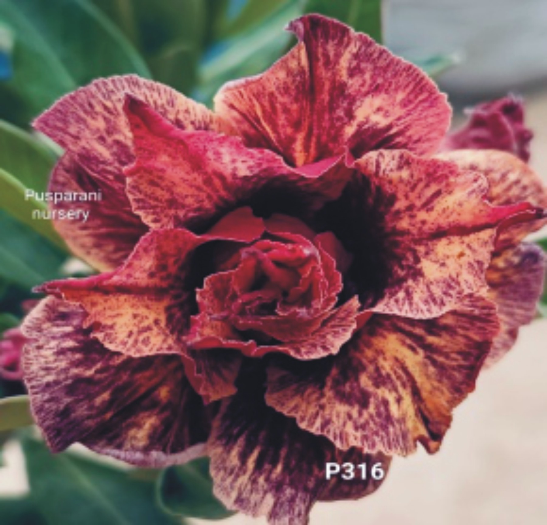 Adenium