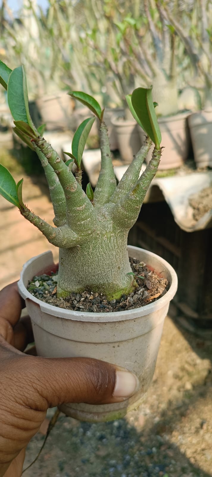 Adenium Arabicum