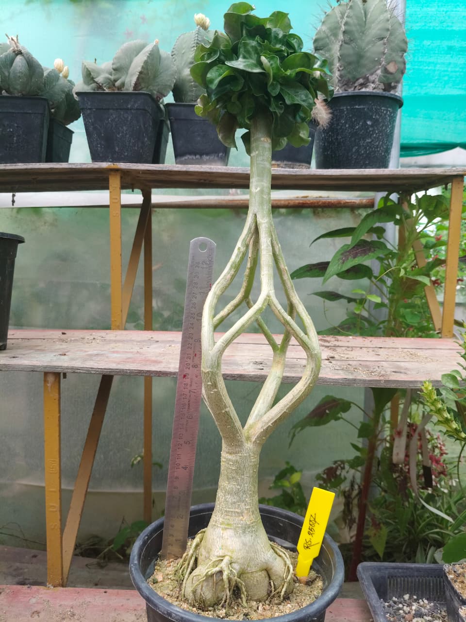 Adenium Model