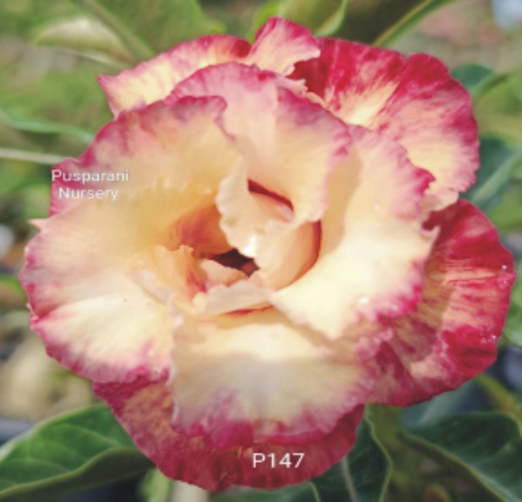 Adenium