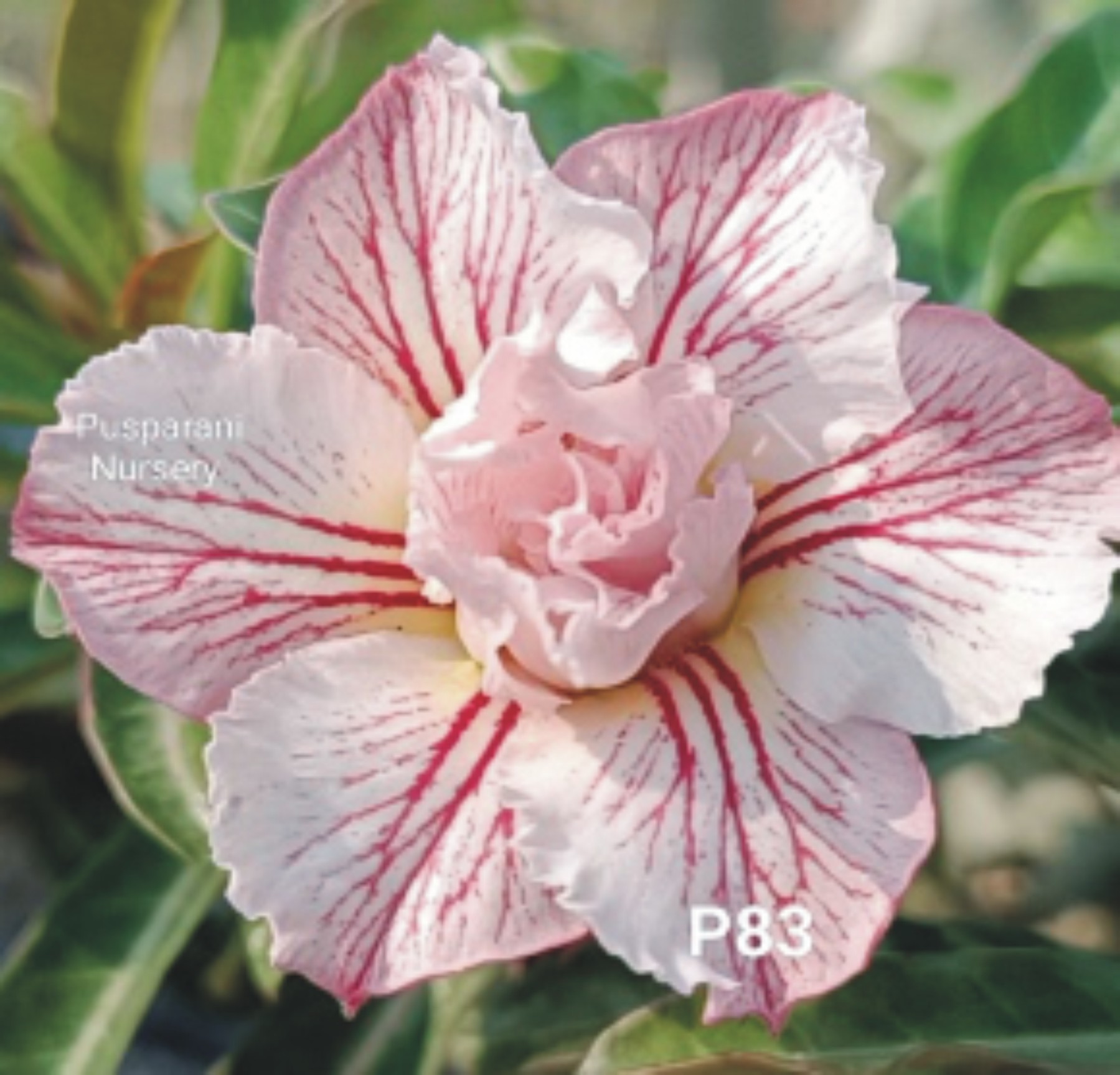 Adenium