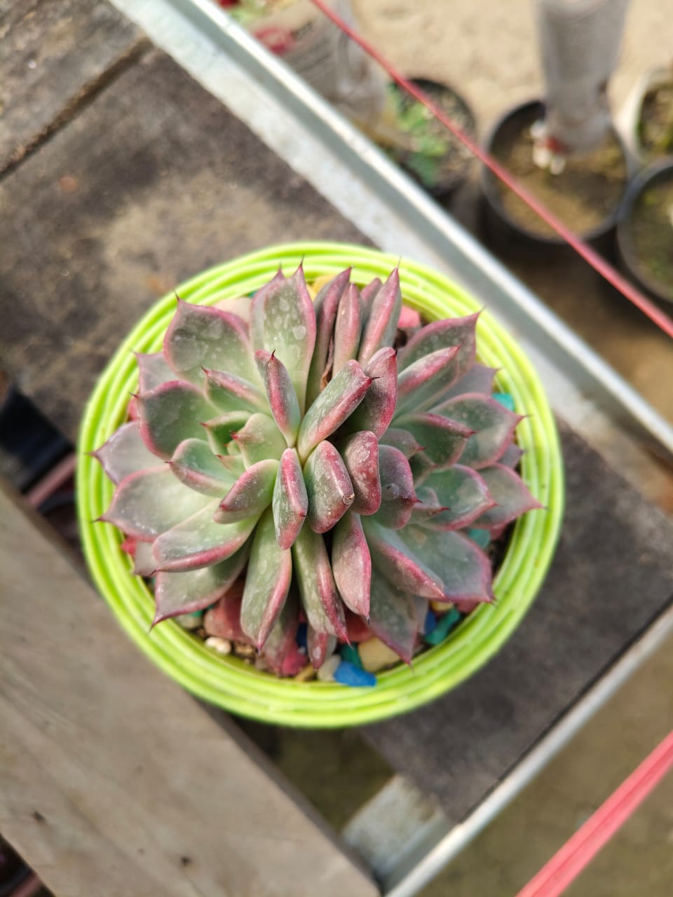 Echeveria 
