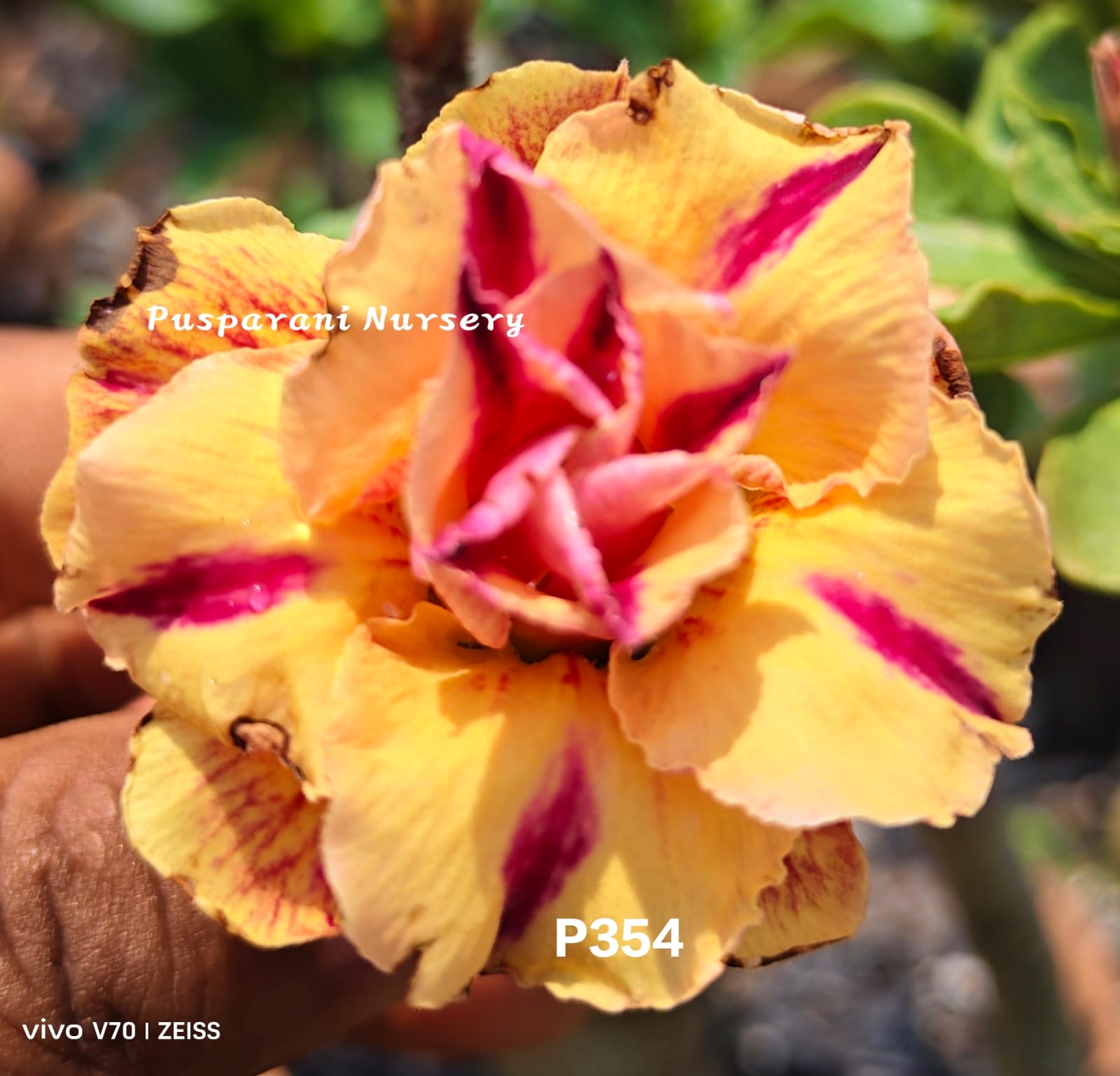 Adenium