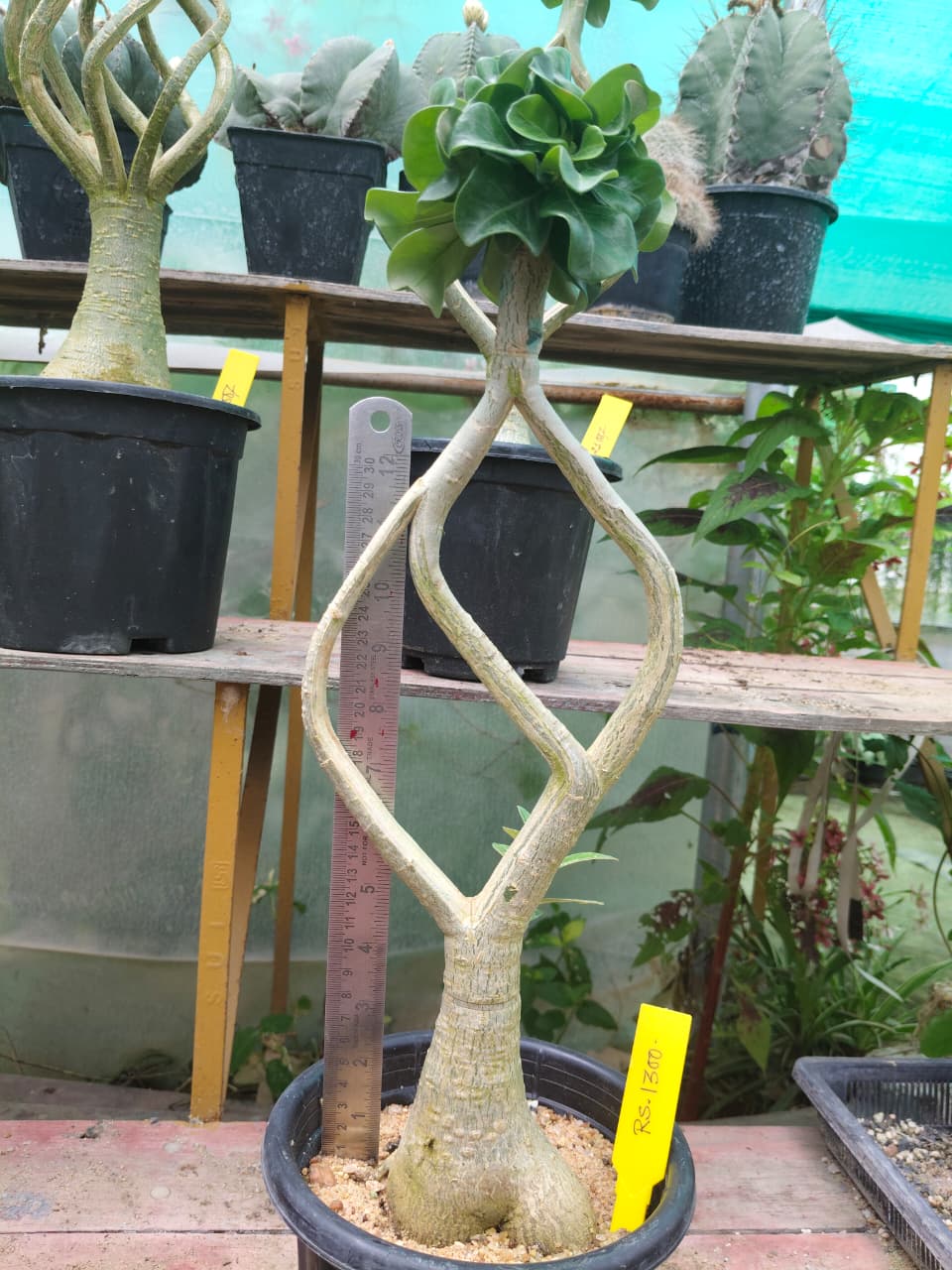 Adenium Model