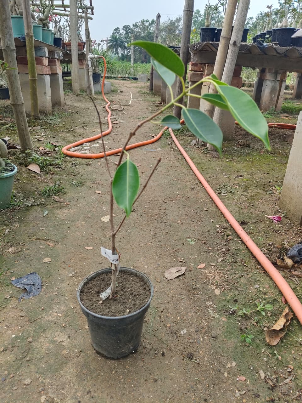 Hybrid Black Jamun (2-2.5 feet)