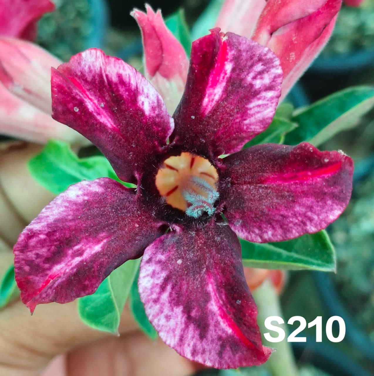 Adenium