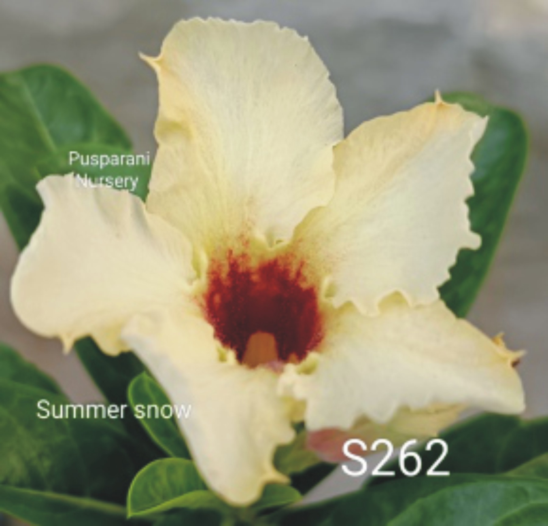 Adenium