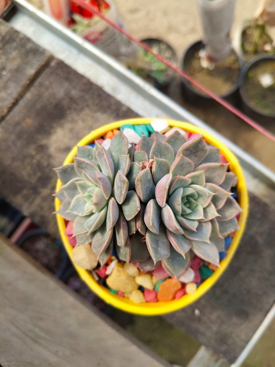 Graptoveria Marpin (Rose queen)