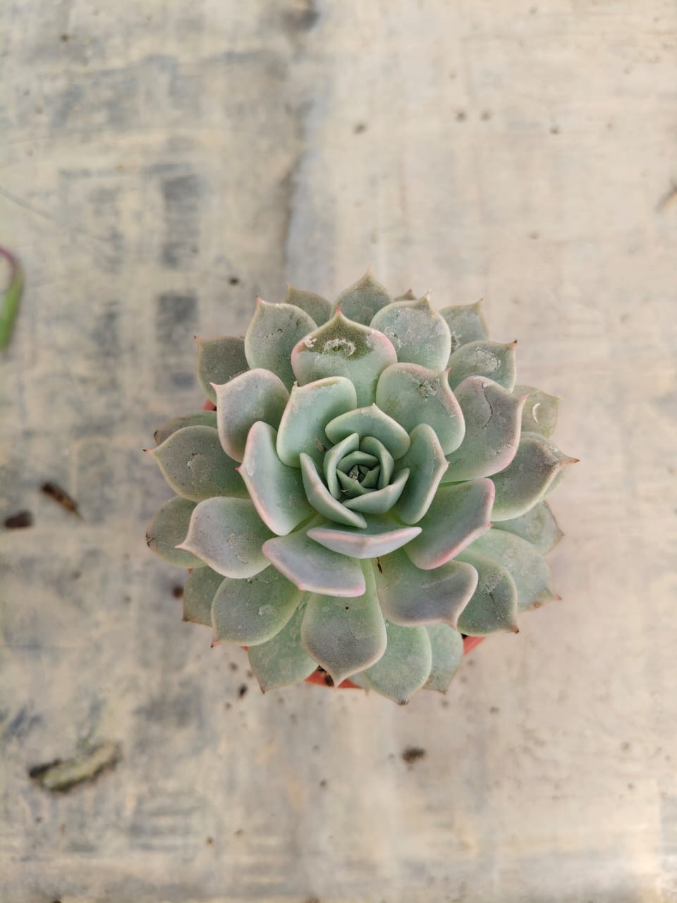 Echeveria elegans 